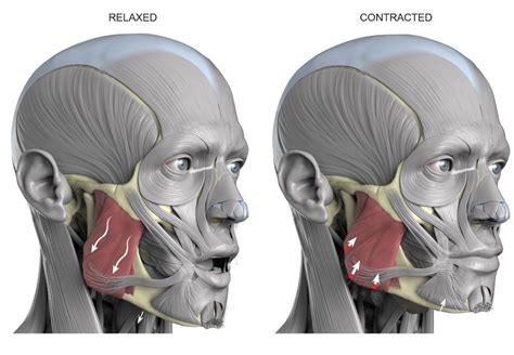 musculo masseter - musculo dorsal ancho